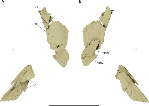 Figure 13. Pectoral girdle of †Iridopristis parrisi. Holotype (NJSM GP12145), Hornerstown Formation, early Paleocene (Danian), New Jersey, USA. Rendered µCT model in A, left lateral and B, right lateral views. Abbreviations: cl, cleithrum; co, coracoid; pcl, postcleithrum; scl, supracleithrum. Arrows indicate anatomical anterior. Scale bar represents 5 cm.