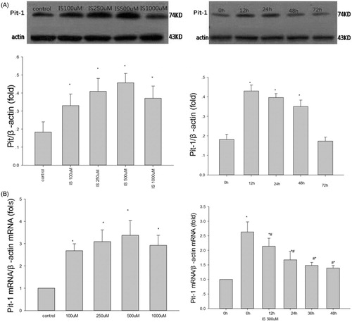 Figure 2. Effect of IS on Pit-1 expression in VSMCs. (A) IS-induced Pit-1 protein expression in a dose- (left) and time-dependent (right)manner. (B) IS-induced Pit-1 mRNA expression in a time-dependent manner (right). In the dose relationship (left). Results are presented as percentage of control values and are mean ± SD of three independent experiments. *p < 0.05, compared with the control group. #p < 0.05, compared with the IS 6-h-stimulated group.