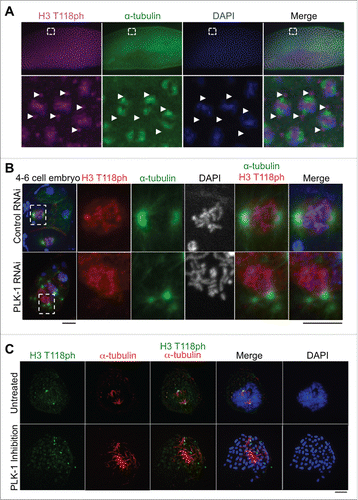 Figure 2. H3 T118ph localization to the centrosome is dependent on PLK-1, and occurs in worms and flies. (A) Drosophila embryos at the syncytial blastoderm stage in mitosis. White box indicates magnified area. Arrows mark centrosomes. (B) Control RNAi and PLK-1 (RNAi)-depleted C. elegans 4-cell embryos. Scale bars = 5 μm. White box indicates magnified prometaphase cell. (C) Immunofluorescence analysis of H3 T118ph in untreated and BI-2536 treated prometaphase HeLa cells. Scale bar = 5 μm.