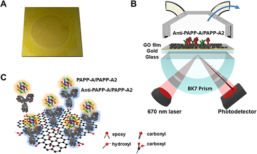 Figure 1 The sensing mechanism of the GO-SPR biosensor to measure PAPP-A and PAPP-A2. (A) The real picture of a GO-based SPR chip. (B) A schematic diagram of the GO-SPR biosensor. The 1 mg/mL GO sheet (1.8 nm) is immobilized on the Au film (47 nm) surface. (C) The interactions between GO functional groups and protein molecules. The surface of the GO sheets is rich in oxidizing functional groups which enhance the bio-affinity.