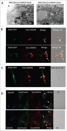 Figure 3. ADAM10 inhibitors are released in ExoV and endocytosed by bystander cells. Panel A: a) TEM image of MSC16412 showing the nucleus (n), the endoplasmic reticulum (er), vacuoles (v) and lysosomes (l) and, close to the cytoplasmic membrane, microvesicles (mv) with gold aggregates. b) Magnification of the quadrant in a). Bar = 500 nm. Panel B: L428 cells, incubated with Rab5-GFP 24 h before addition of ExoV obtained from CAM36-treated MSC16412, analyzed by confocal microscopy after 4 h; arrows indicate areas of co-localization (yellow dots) of ExoV-CAM36 (red) with Rab5-GFP (green). Panel C and D: MSC16412 seeded on 0.2 mm thin round glass slides were incubated for 24 h with Rab5-GFP (2 µL, panel C) or for 1 h with LysoTracker DND99 (50 nM, panel D) together with Syto16, 1 µM; then ExoV obtained from CAM36-treated L428 were added for 4 h and samples analyzed by confocal microscopy (as indicated). Samples were observed with PlanApo 40x NA1.00 (B,C, D upper) or 60x NA1.40 (D lower, enlargement of D upper) oil objectives and data analyzed with FluoView 4.3b computer program (Olympus). Results are shown as bright field or pseudocolor images. Lower row in panel D: enlargement of the square in the upper row. Arrows: colocalization areas.