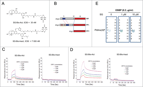 Figure 6. Schweinfurthins promoted the interaction between ORPs with PtdIns(4)P by binding to ORPs. (A) Structures of active (SG-Bio-Act) and inactive (SG-Bio-Inact) biotinylated derivatives of schweinfurthin G (SG). IC50 values of the compounds for the growth inhibition of melanoma A2058 cells are indicated. (B) Protein structures of recombinant ORPs used in this study. Proteins were expressed and isolated from HEK293 cells. (C, D) Sensorgrams of the interactions between active SG-Bio-Act and inactive SG-Bio-Inact with ORP1L (C) and ORP1S (D) from BIACore SPR analysis. For experimental details, see Methods. (E) Effects of SG in the interaction between recombinant OSBP with its lipid ligand PtdIns(4)P. 1, lysophosphatidic acid; 2, lysophosphocholine; 3, PtdIns; 4, PtdIns(3)P; 5, PtdIns(4)P; 6, PtdIns(5)P; 7, phosphatidylethanolamine; 8, phosphatidylcholine; 9, sphingosine-1-phosphate; 10, PtdIns(3,4)P2; 11, PtdIns(3,5)P2; 12, PtdIns(4,5)P2; 13, PtdIns(3,4,5)P3; 14, phosphatidic acid; 15, phosphatidylserine; 16, blank.