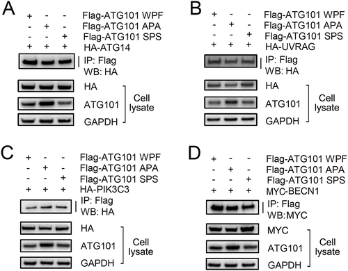 Figure 4. The WF finger motif of ATG101 is not responsible for binding to PtdIns3K complex. To determine the function of WF motif of ATG101, full-length wild-type Flag-ATG101 (Flag-ATG101-WPF) or full-length Flag-ATG101 mutants (Flag-ATG101 APA, Flag-ATG101 SPS) were co-transfected with PtdIns3K complex components (HA-ATG14 [A], HA-UVRAG [B], HA-PIK3C3 [C], and myc-BECN1 [D]) into HEK293 cells. For western blotting, cells were harvested and immunoblotted with the indicated antibodies. GAPDH was used as a loading control.