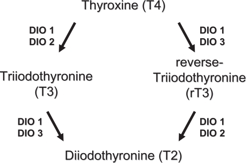 Figure 1 Metabolism of thyroid hormones by types 1, 2, and 3 deiodinases.