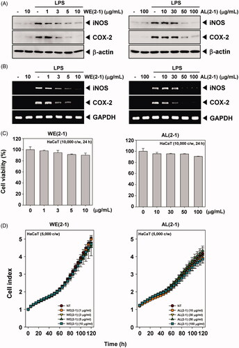 Figure 3. Inhibition of the WE(2-1) and AL(2-1) on LPS-induced iNOS, and COX-2 gene products in RAW 264.7 macrophages. (A) RAW 264.7 cells were pre-treated with the indicated concentrations of WE(2-1) and AL(2-1) for 2 h before being incubated with LPS (1 μg/mL) for 22 h. Total RNA was isolated, and iNOS and COX-2 mRNA expressions were examined by RT-PCR analysis. PCR of glyceraldehydes-3-phosphatedehydrogenase, GAPDH, was performed to control for a similar initial cDNA content of the sample. The results shown are representative of the three independent experiments. (B) RAW 264.7 cells were pre-treated with different concentrations of WE(2-1) and AL(2-1) for 2 h and stimulated with LPS (1 µg/mL) for 22 h. Equal amounts of total proteins (10 μg/lane) were subjected to 10% SDS-PAGE, and the expressions of iNOS and COX-2 proteins were detected by Western blotting using specific anti-iNOS and anti-COX-2 antibodies. β-actin was used as a loading control. The blots shown are representative of three independent experiments that had similar results. (C) HaCaT cells (1 × 104 cells/well) were treated with the indicated concentrations of WE(2-1) and AL(2-1) for 24 h and cell viability was determined by MTT assay. Results of independent experiments were averaged and are shown as percentage cell viability compared with the viability of untreated control cells. (D) Cell proliferation assay was performed using the Roche xCELLigence Real-Time Cell Analyzer (RTCA) DP instrument (Roche Diagnostics GmbH, Germany) as described in ‘Material and methods’. After HaCaT cells (5 × 103 cells/well) were seeded onto 16-well E-plates and continuously monitored using impedance technology.