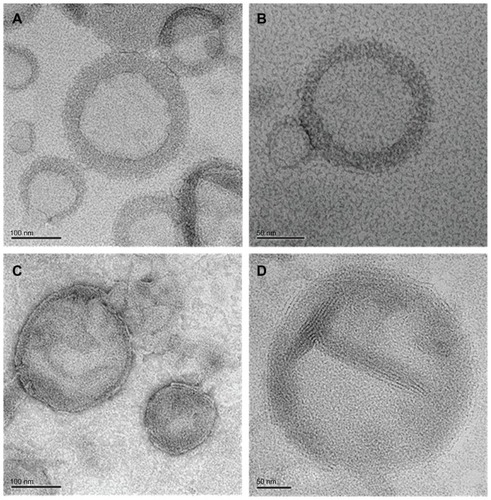 Figure 2 Transmission electron microscopy image of SCF-S100 liposomes (A and B) and SCF-E80 liposomes (C and D).Abbreviations: SCF-S100, supercritical fluid liposomes prepared using Lipoid S100; SCF-E80, supercritical fluid liposomes prepared using Lipoid E80.