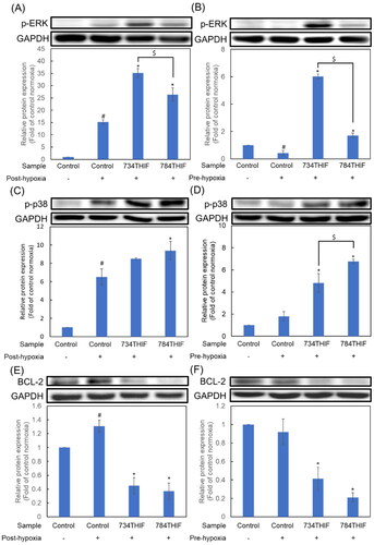 Figure 9. Expression of MAPKs (p-ERK and p-p38) and anti-apoptosis proteins in HepG2 cells. (A), (C), and (E) indicate the expression of p-ERK, p-p38, and BCL-2, respectively, under post-hypoxic conditions; (B), (D), and (F) indicate the expression of p-ERK, p-p38, and BCL-2, respectively, under pre-hypoxic conditions. n = 3 in each group; #P < 0.05 compared with normoxic control; * P < 0.05 compared with hypoxic control; $P < 0.05 734THIF compared with 784THIF.