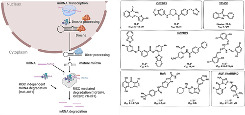 Figure 5. Small molecules targeting regulators of mRNA stability. *Mechanism of action for inhibition not reported. Please see text for further details.