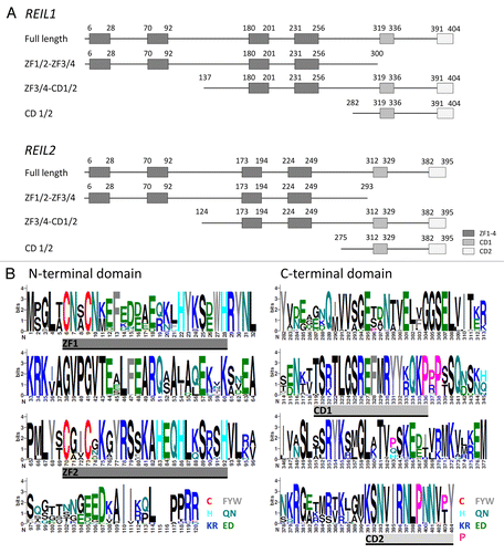 Figure 3. Topology of the REIL (Rei1-like) proteins from A. thaliana and of the partial proteins which were analyzed in this study by yeast-2-hybrid assays (Table 1).(A) The 404 amino acid REIL1 and the 395 amino acid REIL2 protein each contain 4 zinc finger domains and 2 additional conserved domains, provisionally named CD1 and CD2. The truncated proteins, ZF1/2-ZF3/4, contain the 4 zinc finger domains. The CD 1/2 truncations contain only the C-terminal parts with the conserved domains CD1 and CD2. The ZF3/4-CD1/2 partial proteins lack the N-terminal pair of zinc finger domains. (B) N-terminal and C-terminal alignment of REIL1 and REIL2 homologs of Brassicales species. Zinc finger domains, ZF1 and ZF2, and conserved domains, CD1 and CD2, are indicated. The color coding of the sequence logos highlights cysteine and histidine residues, aromatic amino acids, amide, acidic, basic residues, and the conserved proline residues of the C-terminus. Color coding is given with the insert. Sequence logos were generated at http://weblogo.berkeley.edu/logo.cgi after alignment of the REIL proteins from Arabidopsis thaliana, Arabidopsis lyrata subsp. lyrata, Eutrema parvulum, Eutrema salsugineum, Brassica rapa subsp. pekinensis, Capsella rubella, Camelina sativa, Leavenworthia alabamica, Sisymbrium irio, and Aethionema arabicum.