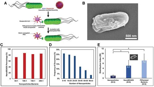 Figure 4 The development of bacteria-enabled autonomous drug delivery system (NanoBEADS) via biotin-streptavidin conjugation. (A) Each NanoBEADS agent is constructed by conjugating several streptavidin-coated PLGA nanoparticles with a tumor targeting biotinylated-antibody coated S. typhimurium VNP20009, using streptavidin–biotin noncovalent affinity-based bonds. NanoBEADS assembly was followed by incubation with mPEG-biotin to quench residual streptavidin binding sites on the nanoparticles. (B) A representative SEM image of a NanoBEADS agent. (C) Percentage occurrence of NanoBEADS formation at various nanoparticle:bacteria ratios used for NanoBEADS construction. (D) Distribution of nanoparticle loading of NanoBEADS agents constructed at nanoparticle to bacteria ratio of 100:1. (E) Distribution index (DI) of PLGA nanoparticles, NanoBEADS, and PEGylated bacteria in 4T1 tumors. Each NanoBEADS agent carries an average of 22 nanoparticles, thus, it enhances the intratumoral transport of nanoparticles by up to ≈100-fold (*p<0.05). Adapted from Suh S, Jo A, Traore MA, et al. Nanoscale Bacteria-Enabled Autonomous Drug Delivery System (NanoBEADS) enhancesintratumoral transport of nanomedicine. Adv Sci. 2019;6(3):1801309. © 2018 The Authors. Published by WILEY‐VCH Verlag GmbH & Co. KGaA, Weinheim. This is an open access article distributed under the terms of the Creative Commons CC BY license.Citation54