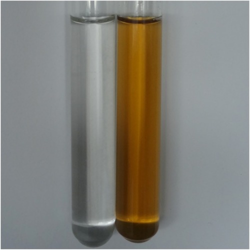 Figure 2 The cell filtrate of Arthroderma fulvum without AgNO3 (left) and with AgNO3 after 1 hour (right).