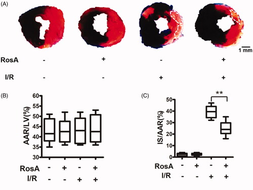 Figure 2. Effects of RosA on myocardial infarct size. (A) Representative photomicrographs of heart sections stained with Evans blue and TTC for different treatment groups are shown. (B) AAR/LV was similar among groups. (C) Treatment with RosA markedly reduced the infarct size caused by myocardial I/R injury. Data are expressed as the mean ± S.D. (n = 6). Significance was determined by ANOVA followed by Tukey’s test. **p < 0.01 vs. Vehicle + I/R. AAR: area at risk; LV: left ventricle; IS: infarct size.