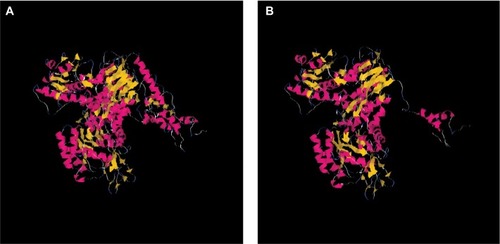 Figure 3 Structures of wild-type DPYD and truncated DPYD.Notes: The interpretation of mutation effect and the molecular modeling were performed by using Deep View Swiss-PDB viewer and Tasser. (A) Modeling of wild-type DPYD; (B) modeling of truncated DPYD.