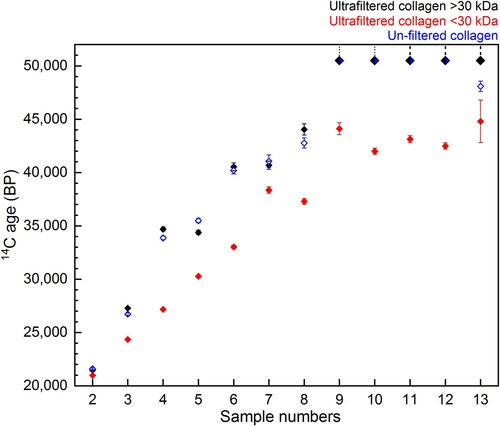Figure 11. Comparison of 14C ages ± 1 SD error from the bones in Experiment B dating >20,000 BP: >30 kDa fraction (black) and <30 kDa fraction (red) of ultrafiltered collagen extracted using Method 2, and collagen extracted using Method 3 without ultrafiltration (blue). Samples dating to >50,000 BP are indicated by the dashed line.