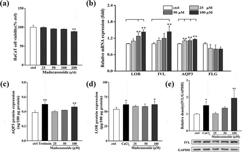 Figure 3. Effects of madecassoside on the HaCaT cell viability and AQP3, FLG, LOR, IVL expression in HaCaT. (a) Effect of madecassoside on HaCaT cell viability was monitored by MTT. (b) Effects of madecassoside on mRNA expression of AQP3, FLG, LOR and IVL were analyzed by qRT-PCR. (c, d) Effects of madecassoside on protein expression of AQP3 and LOR of HaCaT cells were measured by ELISA. (e) Effect of madecassoside on protein expression of IVL of HaCaT cells was measured by western blot. Each value represents the mean ± SD of triplicate experiments. (*) P < 0.05 and (**) P < 0.01 as compared with control group.