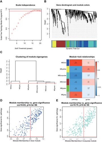 Figure 2 The results of WGCNA. (A) The calculation diagram of the weight parameter (power) of the adjacency matrix. The X axis represents the weight parameter (power). The Y axis represents the square of the correlation index from log(K) and log(P(K)). (B) WGCNA reveals clustering and modular screening based on gene expression patterns. The top is the gene tree diagram, and the bottom is the gene modules in different colors. (C) Dendrogram of characteristic genes of consensus modules obtained by WGCNA. The red line is the merging threshold. Feature genomes below the threshold represent the modules whose expression profiles should be merged due to their similarity. Clarified the overlap between the modules. Each row and each column corresponds to a module. The colors in the table indicate the gene counts at the intersection of the corresponding modules. (D) The correlation between MEblue membership and gene significance. (E) Correlation between MEturquise membership and gene significance.