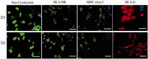 Figure 5. Up: fluorescence staining of AECs by specific antibodies after 7 d culture on 2D bed. Down: fluorescence staining of AECs by specific antibodies after 7 d culture on 3D scaffolds. Inset shows nuclear staining by DAPI for the same images (scale bar = 100 µm).