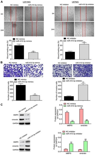 Figure 3 MiR-410-3p suppresses glioma cell migration and invasion. (A) Migration capability was analyzed by wound healing assays after transfection of miR-410-3p mimics in U251MG cells or miR-410-3p inhibitor in U87MG cells. (B) Invasion abiltiy was detected via Transwell invasion assays after transfection of miR-410-3p mimics in U251MG cells or miR-410-3p inhibitor in U87MG cells. (C) The expression levels of motility-associated proteins (MMP9 and vimentin) were examined by Western blotting analysis after transfection of miR-410-3p mimics in U251MG cells or miR-410-3p inhibitor in U87MG cells. **P<0.01.Abbreviations: MMP9, matrix metalloproteinase 9; NC, negative control.