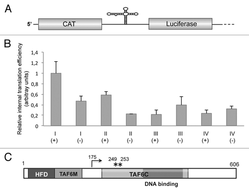 Figure 5. (A) Diagram of the bicistronic RNA. The first cistron (CAT) reports cap-dependent translation initiation, while the second cistron (luciferase) reports 5′ independent internal initiation of translation. (B) Relative internal initiation of translation of regions I, II, III, or IV in either sense (+) or antisense (-) orientation. Values (mean ± sd) observed in BHK-21 cells transfected with the corresponding bicistronic constructs were made relative to that of region I(+) that showed the highest values in all cases. Experiments were done in triplicate wells in three independent assays. (C). Schematic representation of the primary sequence of Drosophila melanogaster TAF6 protein. Numbers indicate amino acid positions. HFD stands for histone fold domain, TAF6M for middle domain, and TAF6C for the C-terminal domain. The dark gray box depicts the DNA binding region. An arrow depicts the N terminus of the polypeptide initiated at AUG2, while asterisks denote the position of methionine residues corresponding to AUG3 and AUG4.