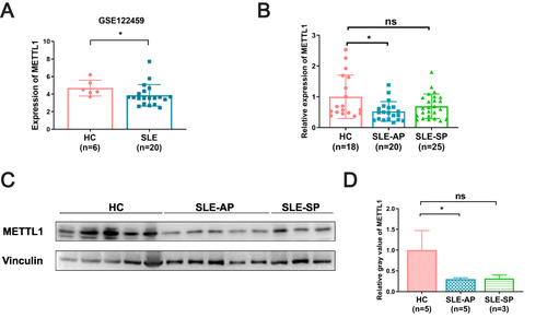 Figure 2 METTL1 was downregulated in SLE patient. (A) METTL1 mRNA expression between SLE (n=20) and HC (n=6) in GSE122459; (B) RT-qPCR for METTL1 mRNA expression in HC (n=18), SLE-AP (n=20) and SLE-SP (n=25); (C)Western blotting for METTL1 protein expression in HC (n=5) and SLE patients (n=8); (D) Quantitative analysis of METTL1 protein levels in HC (n=5), SLE-AP (n=5) and SLE-SP (n=3). Student’s unpaired two-tailed t test or Mann–Whitney test. Data are means ± SEM. *P < 0.05.