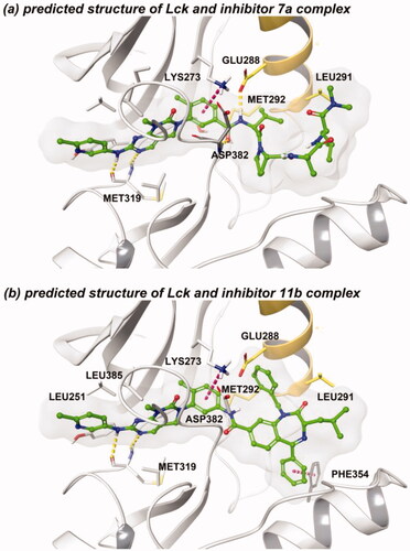 Figure 3. (a) Predicted structure of Lck and 7a complex. (b) Predicted structure of Lck and 11b complex. (red dashed line: π–π interaction/cation-π interaction, yellow dashed line: hydrogen-bonding).