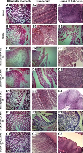 Figure 7 Histopathology of the glandular stomach, duodenum, and bursa of Fabricius of normal chickens(A) and of chickens challenged with the highly virulent NDV strainF48E9 after treatment with PBS IM (B); blank CS/PLGA-NPs IM(C); blank CS/PLGA-NPs IN (D); the naked plasmid DNA IM (E);pFDNA-CS/PLGA-NPs IM (F); or pFDNA-CS/PLGA-NPs IN (G).Notes: Tissues are indicated above the three columns of micrographs, and treatmentsare indicated on the left side of each row of micrographs. (A1–A3) normal tissues of theglandular stomach, duodenum, and bursa of Fabricius; (B1, C1, D1, E1, F1 and G1) tissues of theglandular stomach PBS (IM), blank CS/PLGA (IM), blank CS/PLGA (IN), and the naked plasmid DNA (IM),pFDNA-CS/PLGAs (IM), pFDNA-CS/PLGAs (IM); (B2, C2, D2, E2, F2 and G2) tissues of the duodenum PBS(IM), blank CS/PLGA (IM), blank CS/PLGA (IN), and the naked plasmid DNA (IM), pFDNA-CS/PLGA (IM),pFDNA-CS/PLGA (IN); (B3, C3, D3, E3, F3 and G3) tissues of the bursa of Fabricius PBS (IM), blankCS/PLGA (IM), blank CS/PLGA (IN), and the naked plasmid DNA (IM), pFDNA-CS/PLGA (IM), pFDNA-CS/PLGA(IN).Abbreviations: CS/PLGA-NPs, chitosan-coated poly(lactic-co-glycolic) acidnanoparticles; IM, intramuscular; IN, intranasal; PBS, phosphate-buffered saline; pFDNA-CS/PLGA-NPs,chitosan-coated Newcastle disease virus F gene encapsulated in poly(lactic-co-glycolic) acidnanoparticles; NDV, Newcastle disease virus.