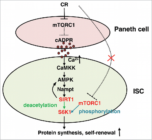 Figure 1. The scheme of cADPR induced stem cell proliferation. cADPR activate AMPK/Nampt/SIRT1 loop via the activation of Ca2+, CaMKK. S6K1 deacetylation by SIRT1 promotes S6K1 phosphorylation by mTORC1, resulting in the increase of protein synthesis and self-renewal in ISC. Unexpectedly, mTORC1 in ISCs does not sense CR directly, unlike Paneth cells.