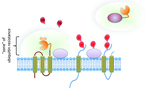 Figure 1. Ubiquitin-resistant proteins. The fusion of a catalytic domain from a DUb to an integral membrane protein of interest (left) or a soluble protein of interest (right) renders the entire protein resistant to the effects of ubiquitination. The DUb activity essentially creates a “zone” where the protein and other closely associated proteins within the “zone” are rapidly deubiquitinated. This approach provides a powerful way to completely prevent the ubiquitination of a protein of interest without changing the “ubiquitome” of the entire cell or modifying every potential ubiquitinatable residue.