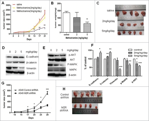 Figure 5. Effects of blocking M2R signaling on the growth of A549 tumor xenografts in nude mice. (A–C), Methoctramine treatment inhibited tumor growth in a dose-dependent manner. A549 cells were injected s.c. into the left flank of each nude mouse. Methoctramine treatment with indicated dosage started one week after injection. Control group was given the same amount of saline daily. (A) Tumor volume growth curve. Tumor volumes and mice body weight were measured 3 times a week. (B) Tumor weight. Tumors were removed from mice after 3-week treatment and weighed. (C) Photographs of tumors removed from mice after 3-week treatment. (D and E) Western blot showed that 3-week methoctramine treatment decreased MAPK and Akt phosphorylation (D) and reversed EMT (E) in tumor xenografts in a dose-dependent manner. (F) Quantification of Western blots shown in D and E. (G and H) A549 M2 shRNA cells showed a slower growth rate than A549 control shRNA cells in nude mice. Same amount of A549 M2 shRNA cells or A549 control shRNA cells were injected s.c. into the left flank of each nude mice. (G) Tumor volume growth curve. Tumor volumes and mice body weight were measured twice a week. (H) Photographs of tumors removed from mice after 4 weeks. For animal experiment, each group had 4–5 mice and each experiment was repeated twice. Data were shown as mean±s.e.m.*, P < 0.05;**, P < 0.01; ***, P < 0.001, compared with control.