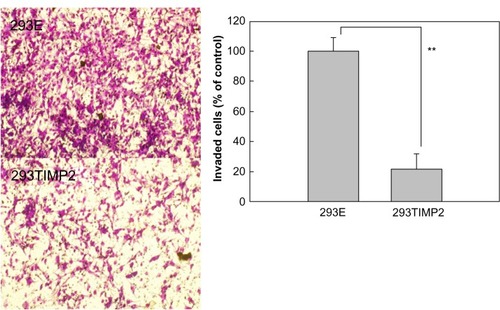 Figure 5 Effect of 293E and 293TIMP2 microcapsules on invasiveness of U87MG cells. The invasion test was performed using the Matrigel® assay. U87MG cells cultured in 10 cm dishes were exposed to 293E or 293TIMP2 microcapsules (>100 microcapsules) for 2 days. Next, 5 × 106 cells were seeded into the upper chamber and the cells invading the lower surface were stained with Hemacolor®. The number of invading cells was counted in four randomly selected microscopic fields per membrane. These experiments were repeated five times and are expressed as the mean (standard deviation).Note: **P<0.001.Abbreviations: TIMP2, tissue inhibitor of metalloproteinase-2; 293TIMP2, 293T cells genetically modified to secrete tissue inhibitor of metalloproteinase-2.