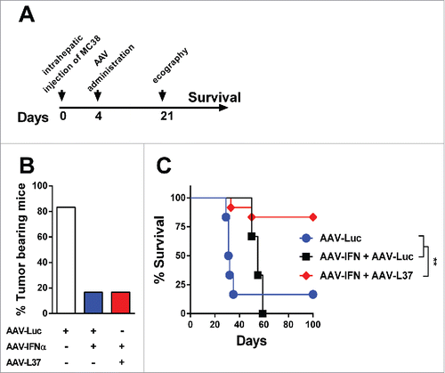 Figure 4. Antitumor effect in mice treated with AAV-IFN and AAV-L37. C57BL/6 mice were treated with 1 × 1012 vg AAV-Luc (n = 6), 5 × 1011 AAV-Luc and 5 × 1011 AAV-IFN (n = 6) or 5 × 1011 AAV-L37 and 5 × 1011 AAV-IFN (n = 12). (A) Experimental protocol. (B) 21 d after tumor inoculation, presence of tumors in the liver was assessed by echography and the percentage of tumor bearing animals is represented. (C) Survival is represented with a Kaplan–Meier plot (Log rank test. **p < 0.01). Results were confirmed with at least two independent experiments.