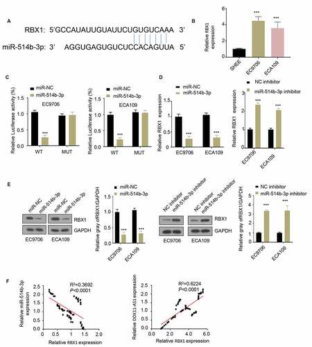 Figure 4. MiR-514b-3p binds to RBX1 mRNA and inhibits its expression in ESCA cells. A. The binding of miR-514b-3p and RBX1 3ʹ – UTR was predicted by TargetScan software (http://www.targetscan.org/vert_72/). B. The expression of RBX1 in ESCA cell lines EC9706, ECA109 and normal human esophageal epithelial cells SHEE was assessed by RT-qPCR. C. The binding of miR-514b-3p to RBX1 3ʹ-UTR in EC9706 and ECA109 cells was detected by the luciferase reporter gene assay. D, E. The expression of RBX1 mRNA and protein was assessed by RT-qPCR (d) and western blot (e) after overexpression or silencing of miR-514b-3p in EC9706 and ECA109 cells. F. The correlation between the expression of RBX1 and lnc RNA DDX11-AS1 or miR-514b-3p in ESCA tissues was evaluated by Spearman correlation coefficient analysis. Three independent assays were performed in triplicate in B-E. *, P < 0.05, **, P < 0.01, and ***, P < 0.001. The error bars are defined as s.d