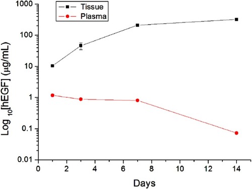 Figure 10 In vivo release of hEGF from the nanofibrous films.Abbreviation: hEGF, human epidermal growth factor.