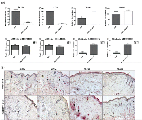 Figure 2. Selective elimination of M1 macrophages in transgenic mice in vivo. (A) Upper panel: Treatment with H22(scFv)-ETA' reduced the number of hCD64+CD14+ M1 macrophages while leaving CD206+CD301+ M2 macrophages unaffected as analyzed by immunohistochemistry (means ± SEM, n = 5); ***P ≤ 0.001 (unpaired 2-tailed Student's t-test). Lower panel: Selective elimination of M1 macrophages shifts the M1/M2 ratio to an anti-inflammatory state. (B) Representative images of murine skin sections stained for M1-specific and M2-specific markers. Examples of stained cells are indicated by arrows. Objective: 10x.