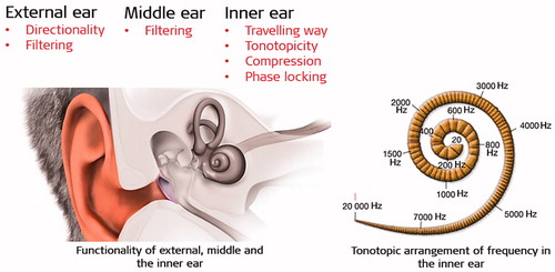 Figure 1. left-hand side picture depicts the functionality of the external, middle and the inner ear in a normal acoustic ear. The right-hand side picture shows the tonotopic arrangement of frequency in the inner ear. Image courtesy of MED-EL.