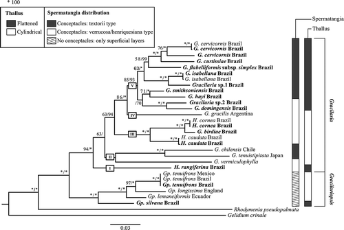 Fig. 8. Phylogenetic analysis of some Gracilaria, Gracilariopsis and Hydropuntia species based on three genes (rbcL, UPA and cox1), rooted with Rhodymenia and Gelidium. Values above branches are ML bootstrap values (left) and Bayesian posterior probabilities expressed as percentages (right), with full support indicated by an asterisk. The genera Melanthalia and Curdiea (not shown) are basal to Gracilaria and Gracilariopsis. Gracilaria consists of clades I–V, Hydropuntia is paraphyletic, and spermatangia and thallus type are mapped to the right of the phylogeny (reproduced from Lyra et al., Citation2015, fig. 1, with permission).