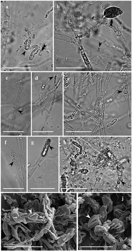 Figure 3. Morphological alterations of P. tinctorius and H. fasciculare hyphae, observed under light microscopy (A-H) and scanning electron microscopy (I-J), after 25 days of interaction. While H. fasciculare hyphae did not change their morphology, P. tinctorius hyphae appeared to gain grains (A, C – simple arrows), which are often associated to a pronounced hyphal collapse (A – double arrow), displaying also hyphal constraints (B – simple arrow), partial destruction of the hyphal wall (D – single arrow) and hyphal tips with atypical forms (E – simple arrow) or with vesicle-like structures (B – double arrow). In Pt-Hf interaction zone many crystalline structures were adherent to the surface of P. tinctorius hyphae (F, G, H – simple arrows). In SEM, these crystals displayed variable dimension (I, J), showing a laminated aspect, and being found free, overlapping or embedded in each other. Bar, 25 µm (A-H) and 20 µm (I, J)