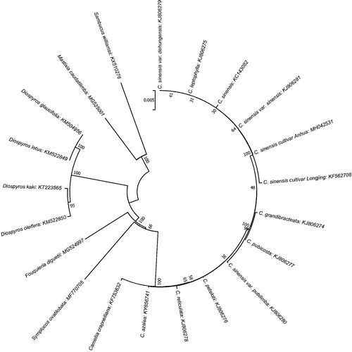 Figure 1. The phylogenetic tree based on 21 complete chloroplast genome sequences. The neighbour-joining (NJ) phylogenetic tree was constructed with MEGA 7 (with 1000 bootstrap replicates).