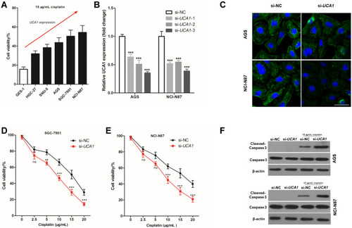 Figure 2 UCA1 knockdown enhances the toxicity of cisplatin to gastric cancer cells. (A) CCK8 kit was used to detect the cell viability after stimulating with 15 μg/mL cisplatin; (B–C) Small interfering RNA-UCA1 (si-UCA1) successfully knocked down UCA1 expression in gastric cancer cells verified by qPCR (B) and cellular immunofluorescence (C); (D–E) UCA1 knockdown by si-UCA1 increased the toxicity of cisplatin to AGS (D) and NCI-N87 (E, F) immunoblotting was used to detected the expression of caspase-3 and cleaved caspase-3 protein in human gastric cancer cell. Each experiment was repeated three times independently, ns was p>0.05, **p<0.01, ***p<0.001 vs si-NC group. The cell viability and UCA1 expression were shown as mean ±SD, and p-value was calculated by post hoc comparisons in (B) and by Student’s t-est in (D and E). Scale bar=50 μm.