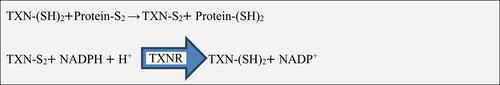 Figure 1 Thioredoxin mediated redox reaction.Abbreviations: H+, Hydrogen; NADPH, Nicotinamide adenine dinucleotide phosphate; S2, Disulphide; SH, Disulphide hydride; TXN, Thioredoxin; TXNR, Thioredoxin reductase.