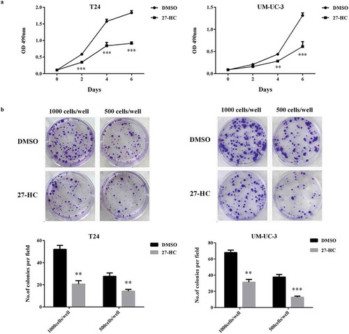 Figure 5. CYP27A1 inhibits bladder cancer cells proliferation via producing 27- HC.T24 or UM-UC-3 cells (1 × 103/well) were seeded in 96-well plates for 24 h and then treated with 10 µM of 27-HC or DMSO (control). Cell proliferation was detected by MTT assays at the indicated days. At day 0, one plate was assessed by MTT assays to confirm the cell density and cell difference between wells. The data shown are representative of three independent experiments. Error bars represent the standard error of the mean and **p < 0.01, ***p < 0.001 (2-way ANOVA). (b) T24 or UM-UC-3 cells (1,000, 500 cells/well) were seeded in 6-well plates for 24 h and then treated with 1 µM of 27-HC or DMSO (control) and cultured for 2 wk. Colonies were stained with crystal violet. Experiments were repeated three times. A representative well showing colony growth is also shown in the graph. Error bars represent the standard error of the mean and **p < 0.01, ***p < 0.001 (unpaired t-test).