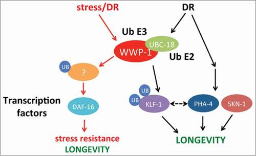 Figure 1. Proposed model on how the WWP-1/UBC-18 complex modulates both stress response and dietary restriction pathways. Upon DR, a signaling cascade is initiated that results in the ubiquitylation of KLF-1 by the WWP-1/UBC-18 E3/E2 complex. KLF-1, together with PHA-4 and SKN-1, launch a transcriptional response that results in increased longevity. In a distinct pathway, environmental stress and/or DR induces WWP-1/UBC-18 complex activity resulting in the ubiquitylation of an unknown substrate that feeds into a DAF-16 dependent signaling pathway, leading to an increased resistance to multiple types of stress as well as increased lifespan with some DR regimens (see text). The dotted line represents a possible interaction of klf-1 and pha-4.