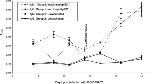 Fig. 3 Antibody responses to IBDV F52/70 infection. Serum antibody was measured by IgM-specific or IgG-specific enzyme-linked immunosorbent assay for IBDV as A492±standard error of the mean. Birds were vaccinated at 7 and 21 days of age, and infected at 31 days of age. Details of the treatment groups are given in Fig. 1.