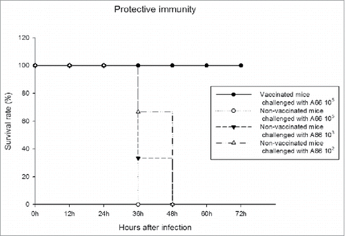 Figure 3. Induction of protective immunity by new PCV13 (SK PCV13). S. pneumoniae serotype 3 strain A66 (mouse virulent strain) was administered i.p. to mice (n = 3 per non-vaccinated group). Lethal effect was monitored for 72 hr. In vaccinated group, mice were immunised intraperitoneally three times at 0, 2, and 4 weeks with 15.4 μg of new PCV13. At 5 weeks after the final, mice (n = 3) were challenged intraperitoneally with S. pneumoniae A66 at 105 CFU/0.1mL. Three of mice per group were used in this experiment (n = 3).