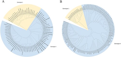 Figure 2. Phylogenetic tree based on YE (A) and YK (B) fragments from hepatitis E cases. Thirty-eight ORF2 gene fragments (YE) and 58 ORF1 gene fragments (YK) obtained from 96 hepatitis E cases and reference sequences are shown. The phylogenetic tree was constructed with the neighbor-joining method.