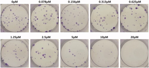 Figure 23. Celastrol AuNP (CA) treatment group.