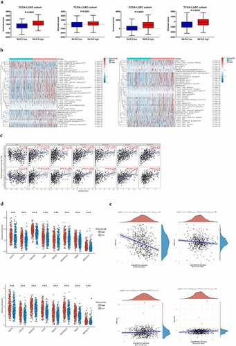 Figure 4. Correlation between RILPL2 expression and tumor immune microenvironment. (A) Correlation between RILPL2 expression and immune score, stromal score (T test). (B) Correlation between RILPL2 expression and immune cell infiltration based on the xCell algorithm (Wilcox test). (C) Correlation between RILPL2 expression and immune cell infiltration based on the TIMER database (Spearman correlation). (D) Correlation between RILPL2 expression and immune checkpoints (Wilcox test). (E) Correlation between RILPL2 expression and TMB score, MSI score (Spearman correlation). (F) Correlation between RILPL2 expression and prediction of immunotherapy response based on the TIDE analysis tool (T test). (G) the comparison of immunotherapy response and survival according to RILPL2 expression (Pearson chi-squared test, Log rank test). TMB, tumor mutational burden; MSI, microsatellite instability. *p < 0.05, **p < 0.01, ***p < 0.001.