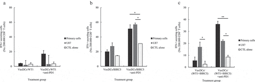 Figure 4. The number of IFN-γ+ effector T cells of protein antigen-specific CTLs with or without anti-PD1 against human glioblastoma cells was evaluated by ELISPOT assay. The number of IFN-γ+ effector T cells of (A) WT1-specific CTLs with and without anti-PD1, (B) BIRC5-specific CTLs with and without anti-PD1, and (C) (WT1 and BIRC5)-specific CTLs with and without anti-PD1 against human primary glioblastoma cells and U87 cell line is summarized. The number of IFN-γ+ effector T cells was increased with CTL stimulated VaxDCs pulsed with CTP-fused BIRC5, and CTL stimulated VaxDCs pulsed with CTP-fused WT1 and CTP-fused BIRC5 against human primary glioblastoma cells and U87 cell line after blocking PD1. Human glioblastoma primary cells and U87 human glioblastoma cell line were used as the target cells. The E/T ratio was 10:1. Primary cell: human glioblastoma primary cells, U87 cell line: human glioblastoma cell line, CTL alone: no target cells; VaxDCs: CTLs stimulated by VaxDCs unpulsed with protein antigens; VaxDCs/WT1: CTLs stimulated by VaxDCs pulsed with CTP-fused WT1; VaxDCs/BIRC5: CTLs stimulated by VaxDCs pulsed with CTP-fused BIRC5; VaxDCs/(WT1+ BIRC5): CTLs stimulated by VaxDCs pulsed with CTP-fused WT1 and CTP-fused BIRC5. *: p < .05, **: p < .01, ***: p < .001