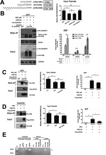Figure 6. DHX9 inhibits the binding between A3B and HBV 3.5 kb RNA. (A) A diagram representing the primers used to quantify HBV mRNAs. (B) HEK293T cells were transfected with siRNA targeting DHX9 or control siRNA first and then cotransfected an HA-A3B or HA-SAMHD1 plasmid with HBV expression plasmid as indicated. Forty-eight hours later, the cell lysates were subjected to for RIP: aliquots (1/10 volume) of samples were detected by Western blotting for the desired proteins and in real-time RT-PCR for HBV RNA levels in the input sample, respectively. The remaining samples were incubated with magnetic beads for immunoprecipitation with an anti-HA antibody overnight. Aliquots (1/10 volume) of samples were detected by Western blotting and the remaining samples were subjected to proteinase K treatment and phenol/chloroform extraction. Normal mouse IgG was used as an isotype control. The relative levels of HBV RNA in the input samples or immunoprecipitated samples were assessed by real-time RT-PCR. (C) Overexpression of DHX9 reduced the binding levels of A3B and 3.5 kb RNA. HEK293T cells (C) or HepAD38 cells (D) were transfected with plasmids as indicated, and RIP was conducted as described in Figure 6(B). (E) Identification of A3B binding to HBV pgRNA but not preC mRNA. The HBV mRNA pulled down by anti-HA antibody in Figure 6(D) was examined by the primers described previously [Citation14]. The cell lysate or the supernatants derived from HepAD38 cells were employed as a control. Statistical significance was determined by one-way ANOVA with Tukey’s post hoc test (*p < 0.05, **p < 0.01, ***p < 0.001, ns, not significant).