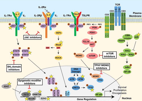 Figure 2. Signaling pathways involved in the pathogenesis of PTCL. JAK tyrosine kinases bind to the cytosolic juxta-membrane region of dimeric T-cell cytokine receptors such as IL-7Rα, IL-2Rβ, TSLPR and the common gamma chain (γc). Conserved juxta-membrane BOX1 and BOX2 cytokine receptor motifs known to bind JAKs are indicated with black lines. Cytokine receptor-ligand binding promotes STAT3/5 tyrosine phosphorylation to facilitate gene transcription to promote cancer cell survival, proliferation or migration. A number of important somatic mutations have been reported in various oncogenes and tumor suppressor proteins within these pathways (yellow stars), where such mutations are known to contribute to disease initiation and progression. For further details on these mutations, see Table 2. GTPase signaling through RAS-RAF (not shown) or mutated RhoA-ROCK pathways are frequently activated in PTCL. T-cell receptor (TCR) activation, involving phosphorylation of immunoreceptor tyrosine-based activation motifs (ITAMs; orange boxes), triggers various downstream pathways including PI3K-AKT and NF-κB signaling. Furthermore, overexpression of the AKT-activating protein TCL1A, resulting from rearrangements between a TCL1 family gene and TCR loci rendering it under the control of TCR expression-regulating elements, can contribute to aberrant survival signaling and enhanced TCR activation. Loss-of-function mutations in the critical tumor suppressor proteins TP53 and ATM are reported in PTCL. Moreover, various epigenetic-modifier proteins are found to be mutated in PTCL patients, including isocitrate dehydrogenase 2 (IDH2), methylcytosine dioxygenase TET2, DNA methyltransferase 3A (DNMT3A), BCL-6 corepressor (BCOR) and the histone methyltransferase protein of polycomb repressive complex 2 (PRC2) EZH2. Promising therapeutic agents to target these key proteins/pathways in PTCL have been developed and are summarized here (black boxes). IL, interleukin; TSLP, thymic stromal lymphopoietin; CBM, CARMA3-BCL10-MALT1; GEF, guanine nucleotide exchange factor; GTP, guanosine triphosphate; GDP, guanosine diphosphate; TF, transcription factor.